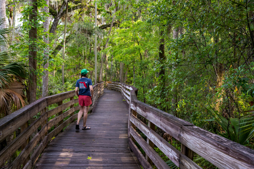 A woman in pink shorts, a blue shirt, and a green hat walks away from the camera on a wide boardwalk surrounded by trees in Blue Springs State Park.