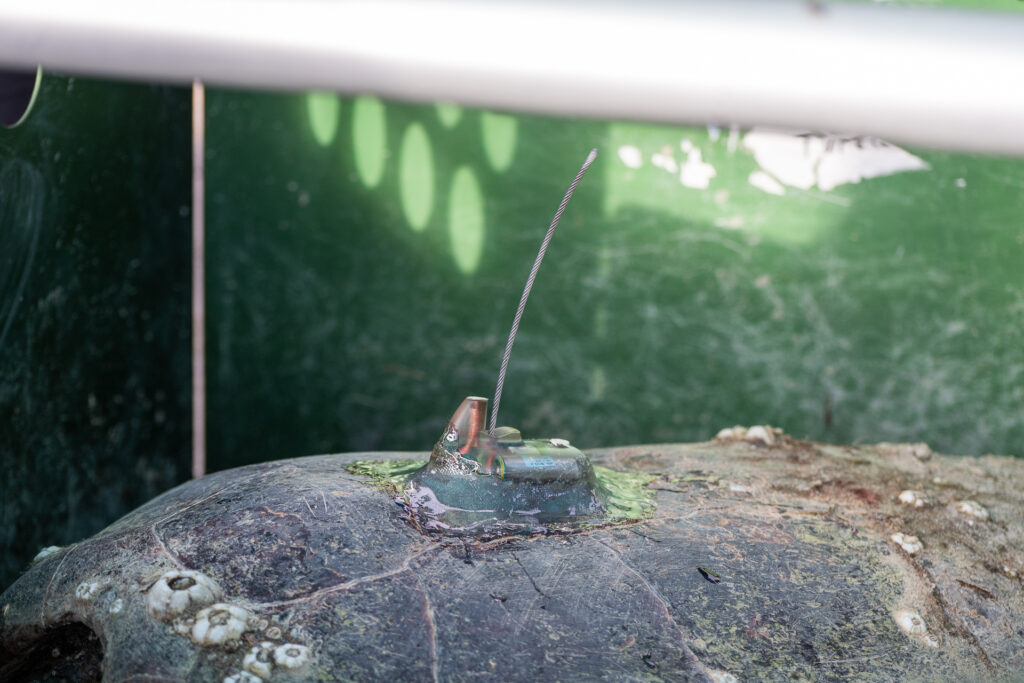 Wonderful Wild at the Tour de Turtles: A satellite tracker attached to a loggerhead turtle