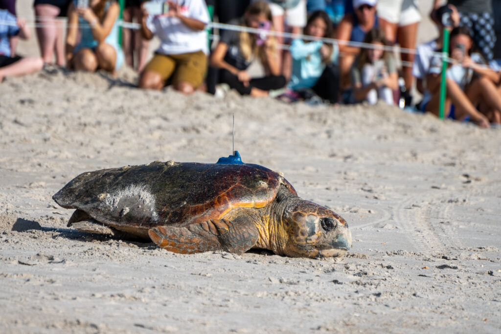 Wonderful Wild at the Tour de Turtles: A loggerhead turtle returns to the sea