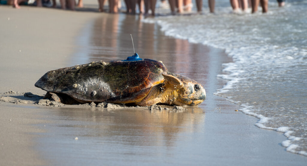 20240726 SeaTurtleReleaseDisneyVeroBeach 185