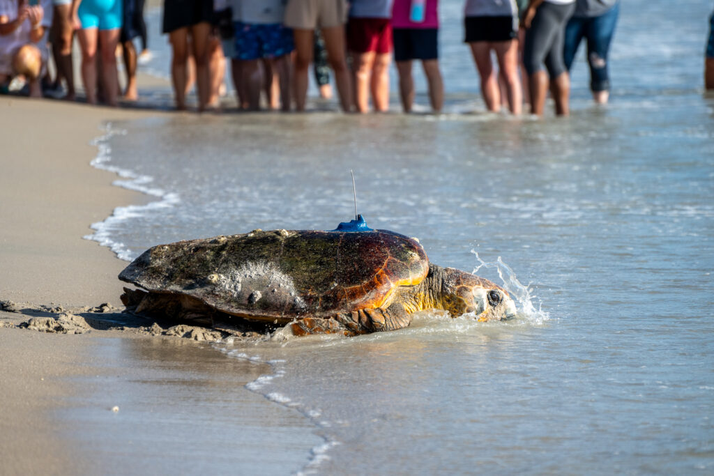 Wonderful Wild at the Tour de Turtles: A loggerhead turtle returns to the sea