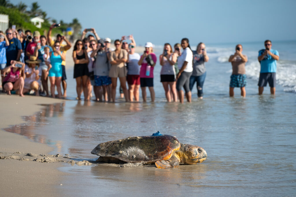 Wonderful Wild at the Tour de Turtles: A loggerhead turtle returns to the sea