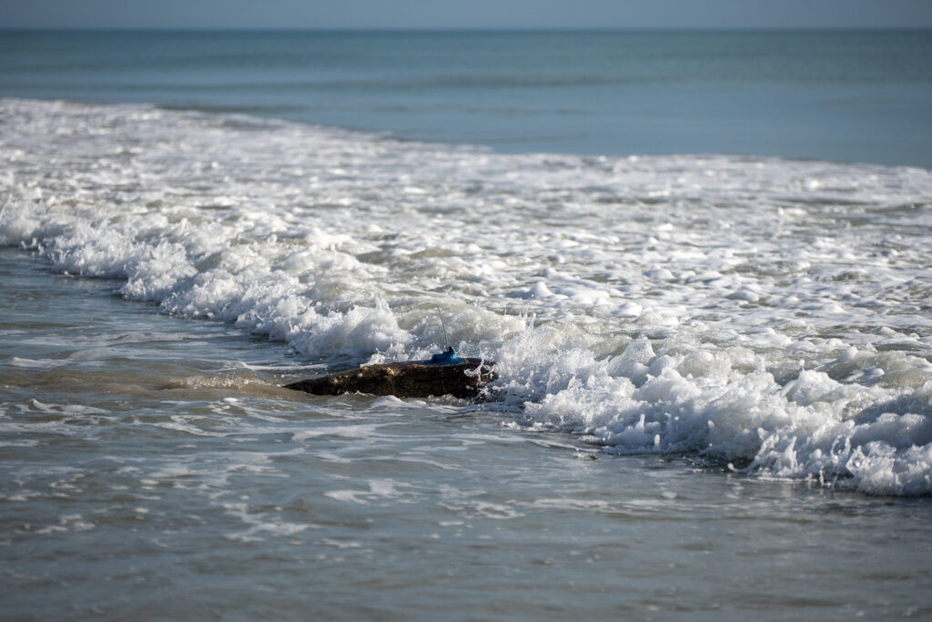 Wonderful Wild at the Tour de Turtles: A loggerhead turtle returns to the sea