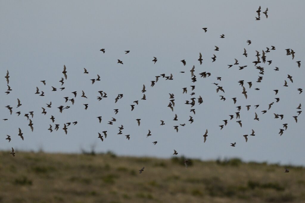 Brazilian free-tailed bats in flight