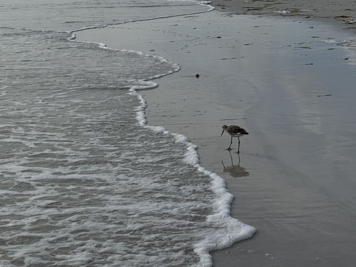 Honeymoon Island wild birds