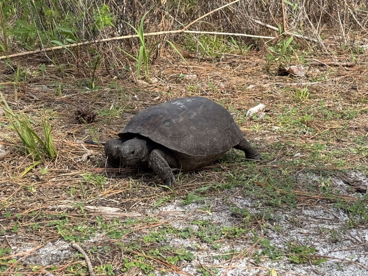 tortoise at Honeymoon Island