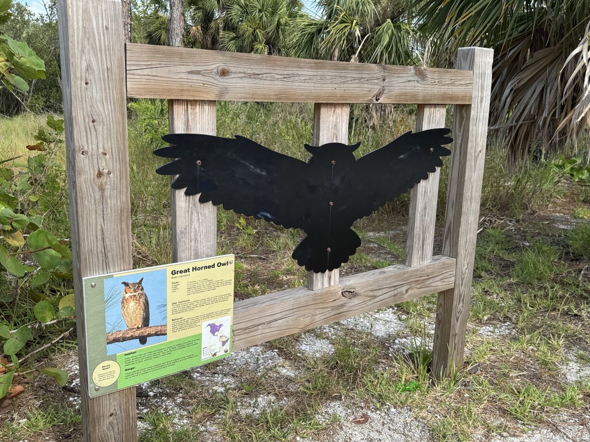 Honeymoon Island owl