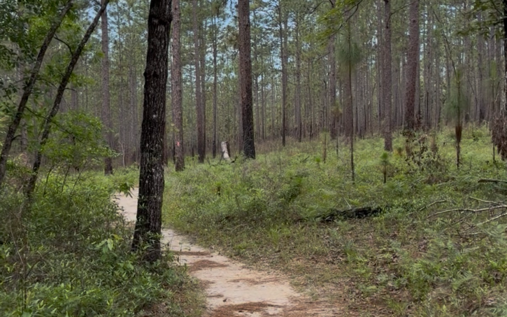 Blackwater State Forest
