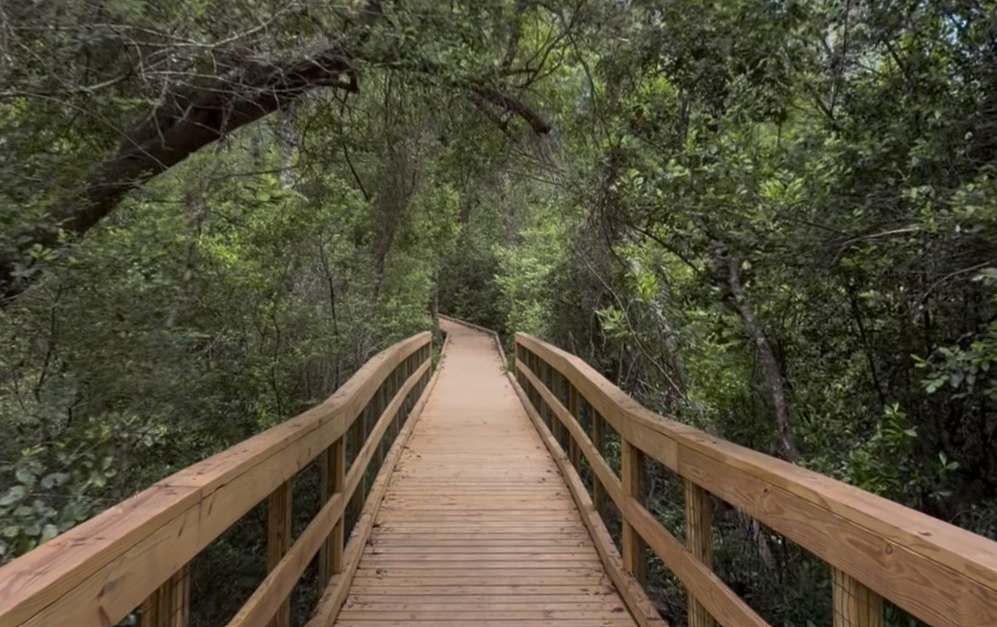 Blackwater State Forest