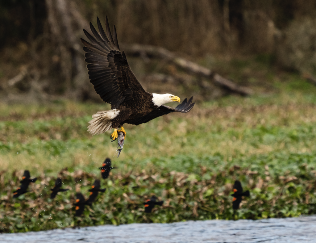 Bald Eagle fishing at Paynes Prairie Gainesville Feb 21