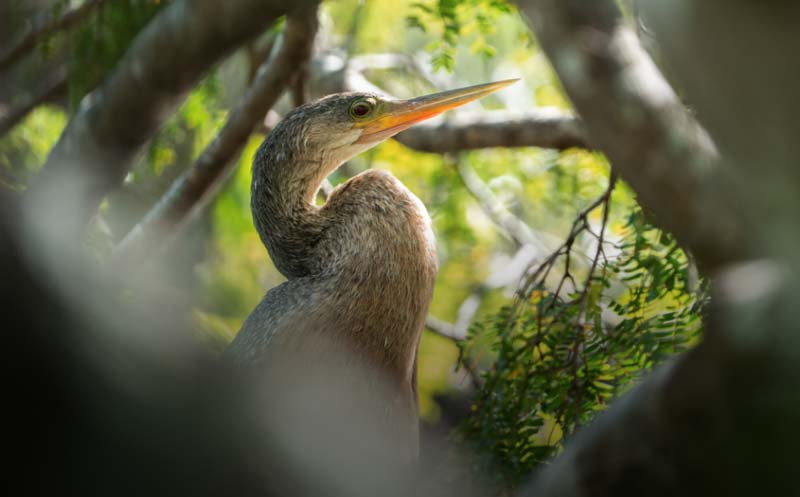 Birding with St Johns Audubon