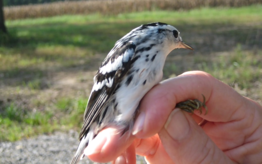 Black and White Warbler U.S. Fish and Wildlife Service Southeast Region