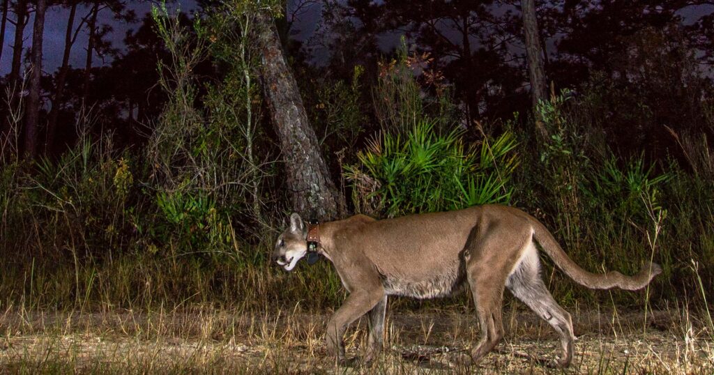 Florida Panther at night