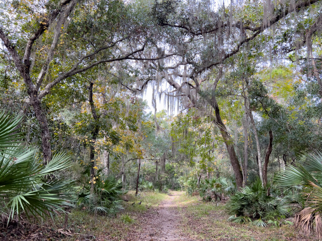 A dense tree canopy over a trail at Bulow Plantation Ruins State Park. Spanish moss hangs from live oaks and small palmettos line the trail. 