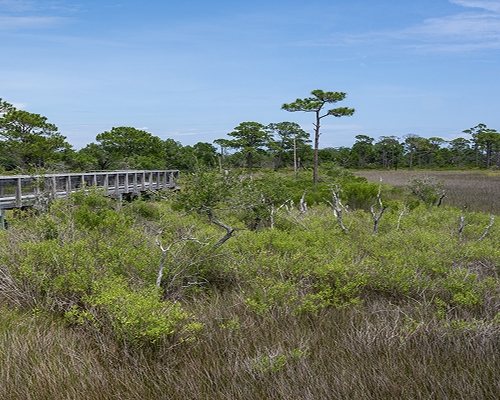 Conservation Investors