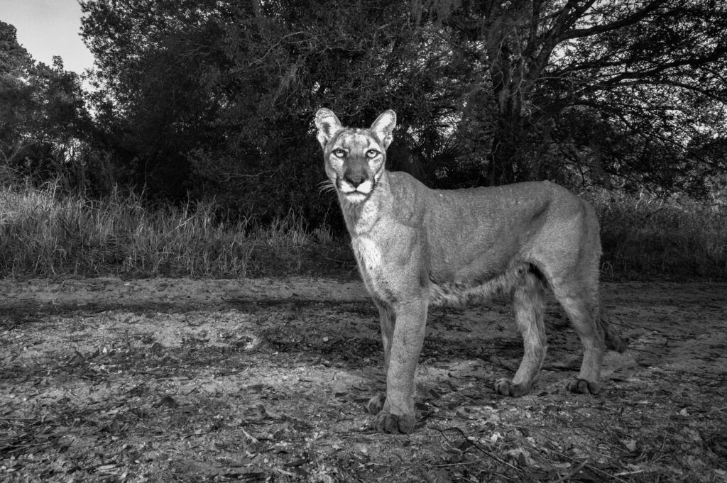 Unseen Florida: Florida wildlife as seen through the lens of a camera trap set up by the fStop Foundation.