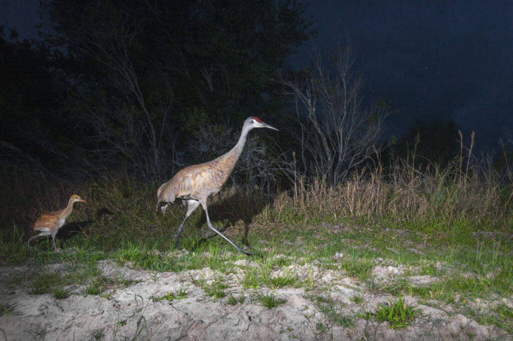 Unseen Florida: Florida wildlife as seen through the lens of a camera trap set up by the fStop Foundation. 