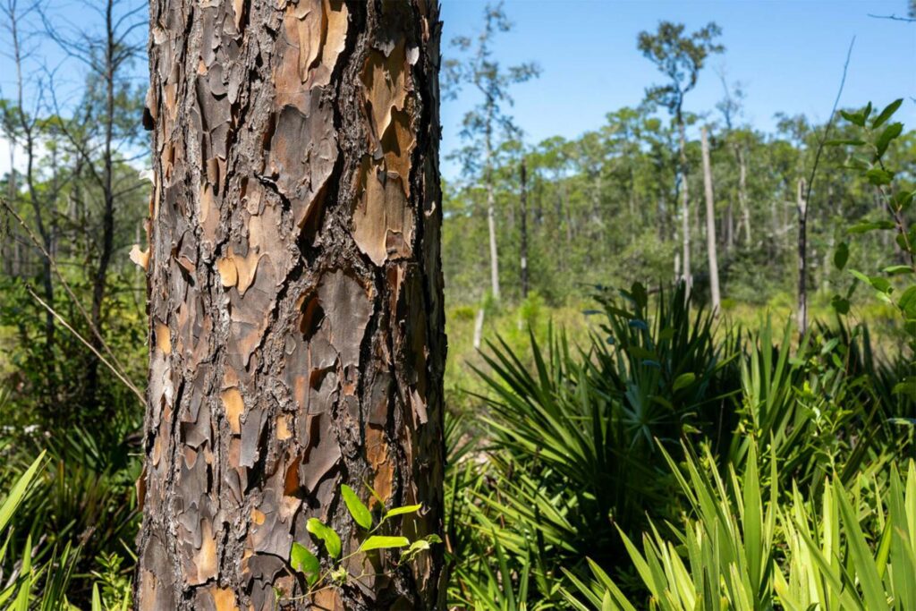 Tree in Florida Corridor