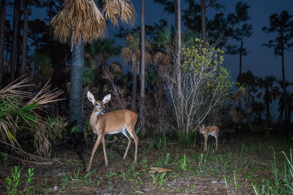 Unseen Florida: Florida wildlife as seen through the lens of a camera trap set up by the fStop Foundation. 