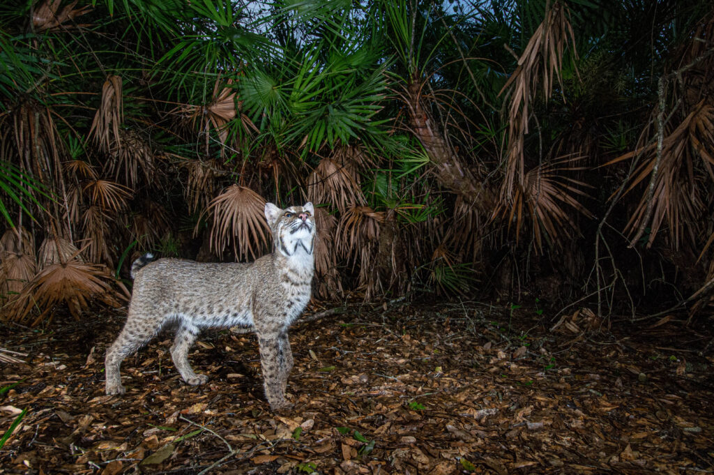 Unseen Florida: Florida wildlife as seen through the lens of a camera trap set up by the fStop Foundation. 