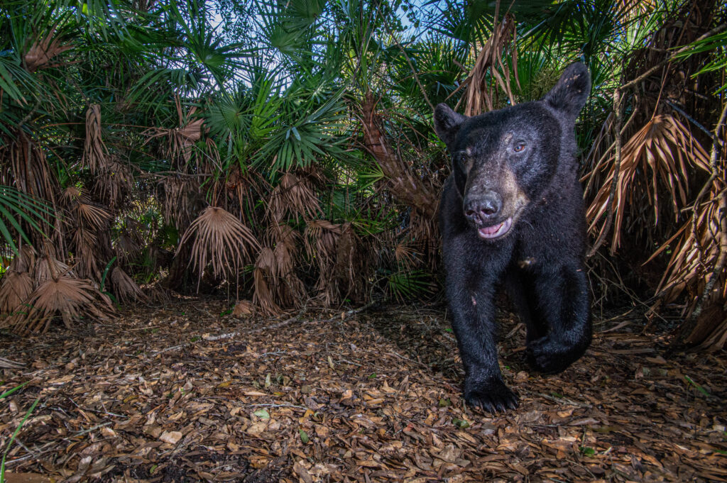 Unseen Florida: Florida wildlife as seen through the lens of a camera trap set up by the fStop Foundation. 