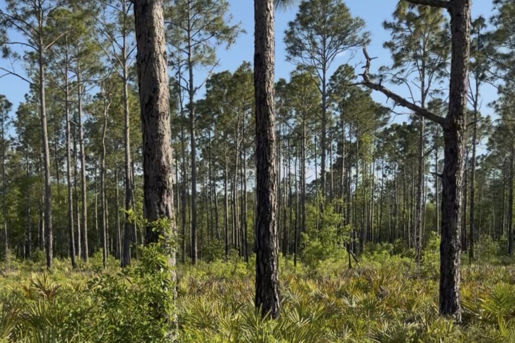 Deep Creek Conservation Area