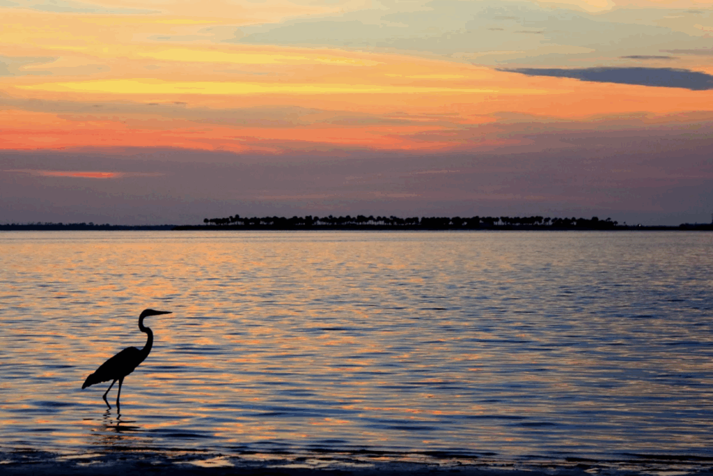 Florida Nature Events in August