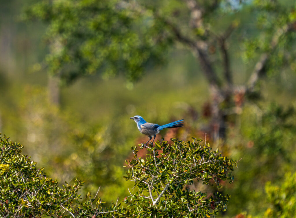 Scrub jay at Disney Wilderness Preserve