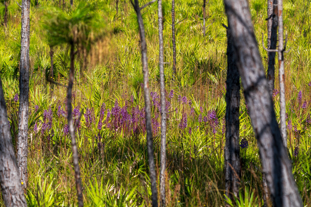 Wetlands at Disney Wilderness Preserve