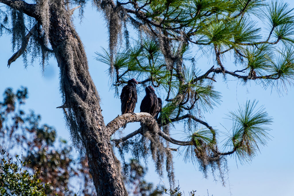 Vultures at Disney Wilderness Preserve