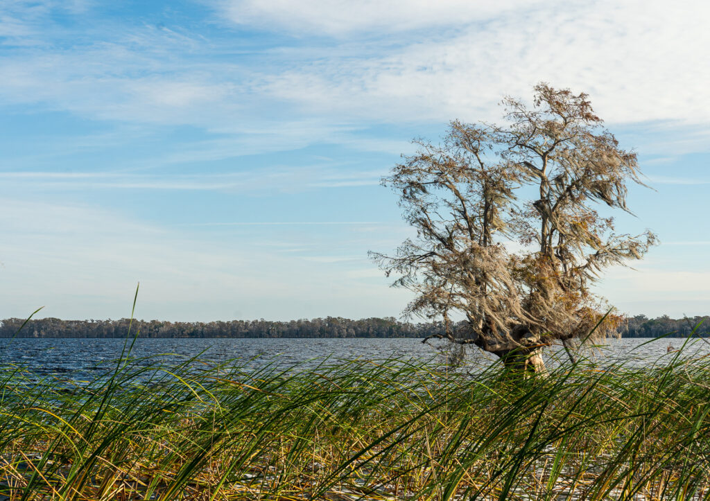 Lake at Disney Wilderness Preserve