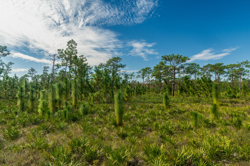 Pinelands at Disney Wilderness Preserve