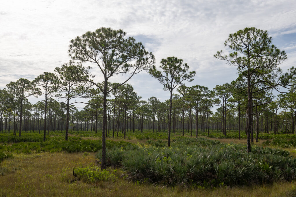 HIGHLIGHTS Atlantic Ridge Preserve State Park Sara Sheehy Camera 4