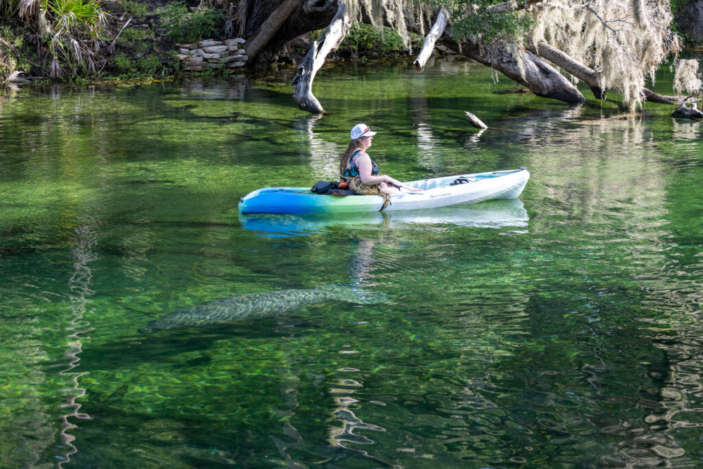 The best places to see manatees in Florida
