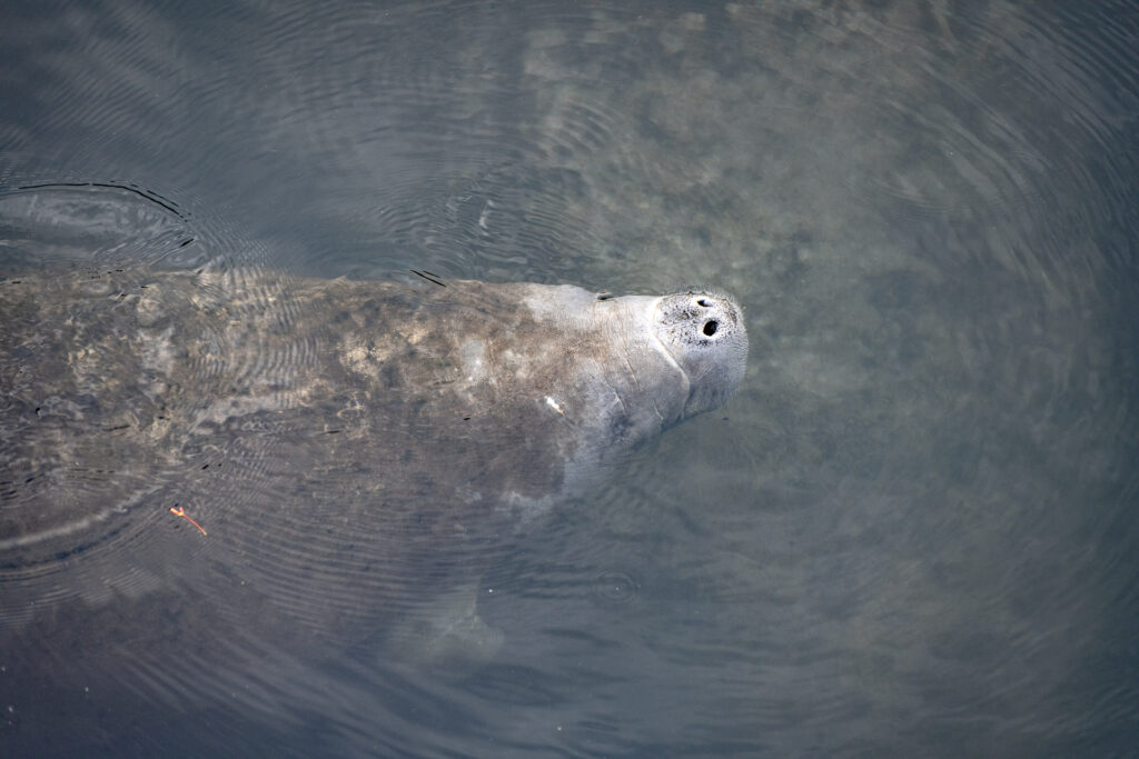 The best places to see manatees in Florida