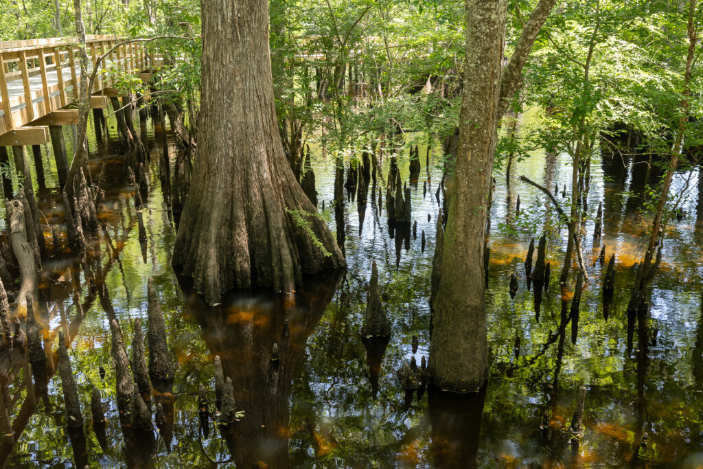 Discover the Wonders of Morrison Springs - In the cypress trees