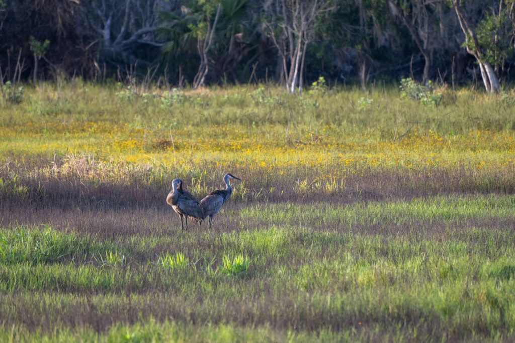 Myakka River State Park Summer Solstice 2025