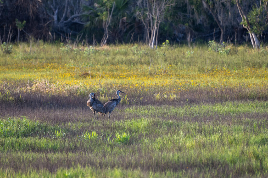 Sandhill cranes stand in a grassy, wildflower-filled field - Explore Wild Florida with These 6 Nature Apps