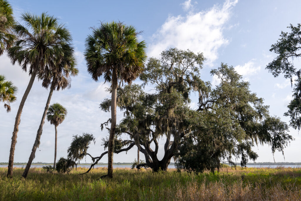 Myakka River State Park Summer Solstice 2025