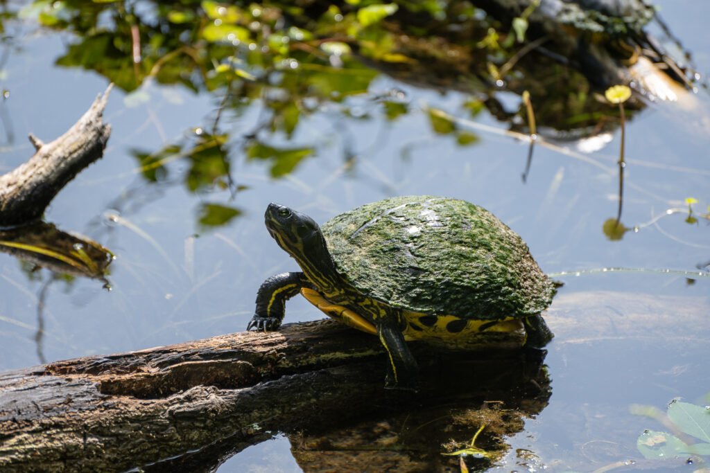 Turtle on a log in a pond - Explore Wild Florida with These 6 Nature Apps