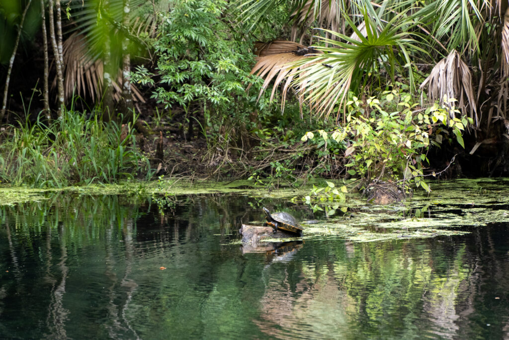 Silver Springs State Park - Turtle in the spring