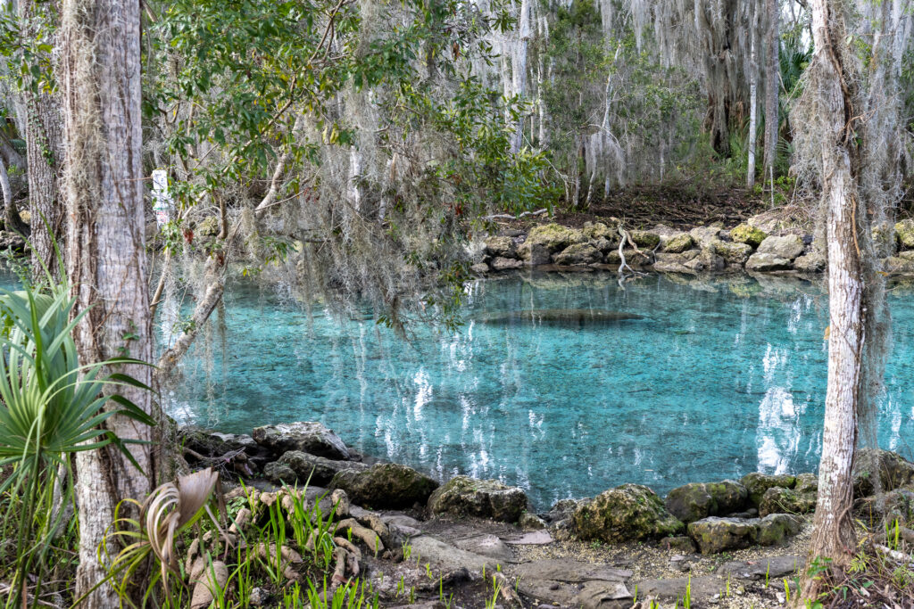 The best places to see manatees in Florida