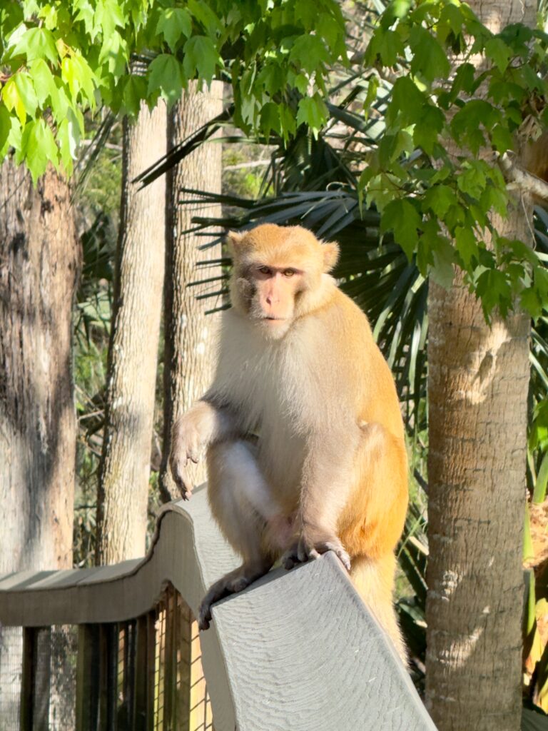 Silver Springs State Park - Monkey