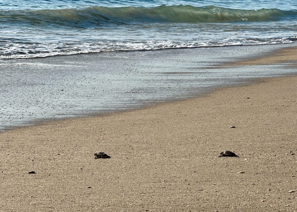 Wonderful Wild at the Tour de Turtles: Turtle hatchlings at Archie Carr National Wildlife Refuge