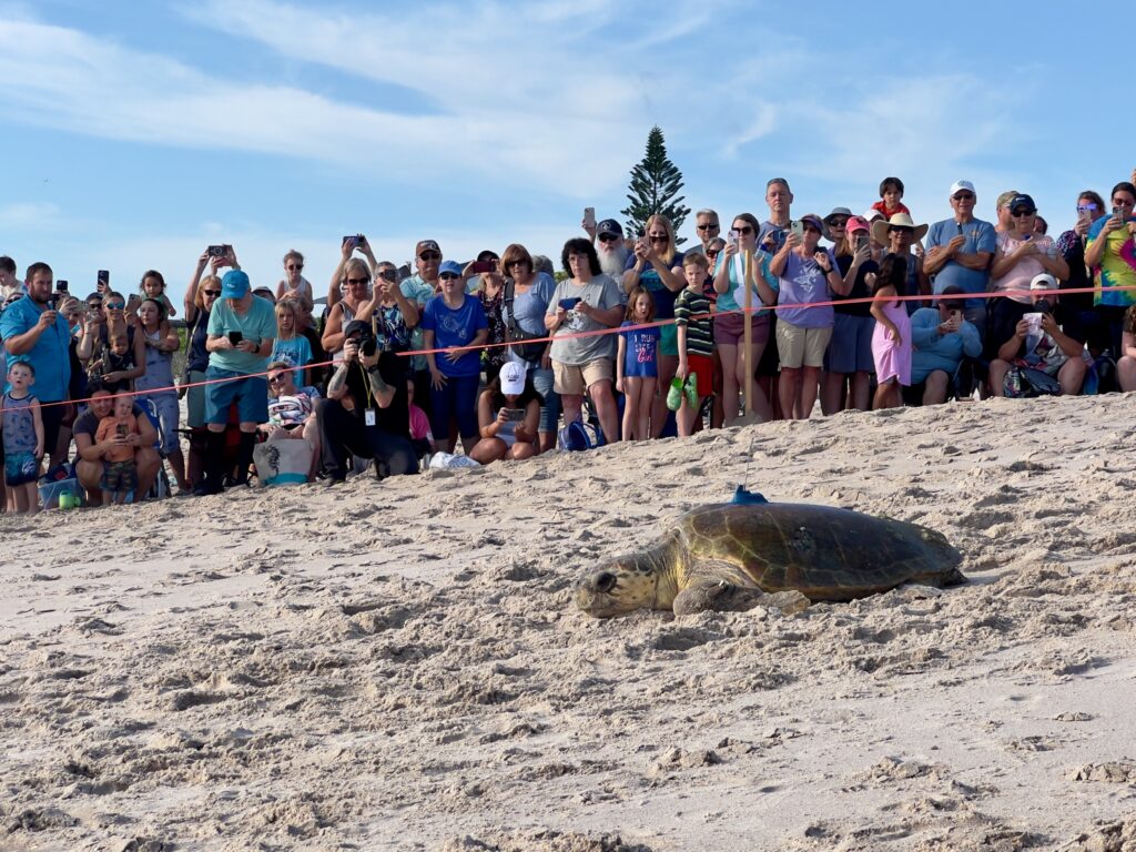 Wonderful Wild at the Tour de Turtles: A loggerhead turtle returns to the sea