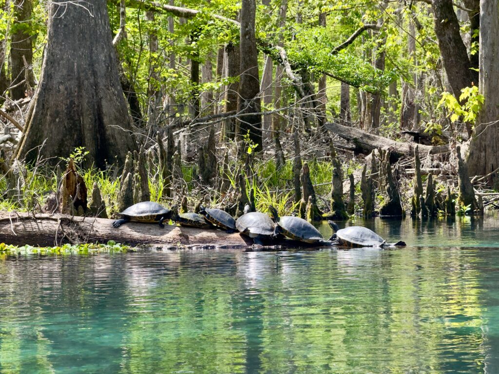 Ichetucknee Springs State Park: Turtles in the river