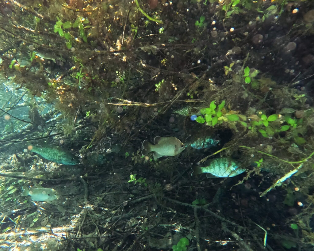 Ichetucknee Springs State Park: Fish in the spring head