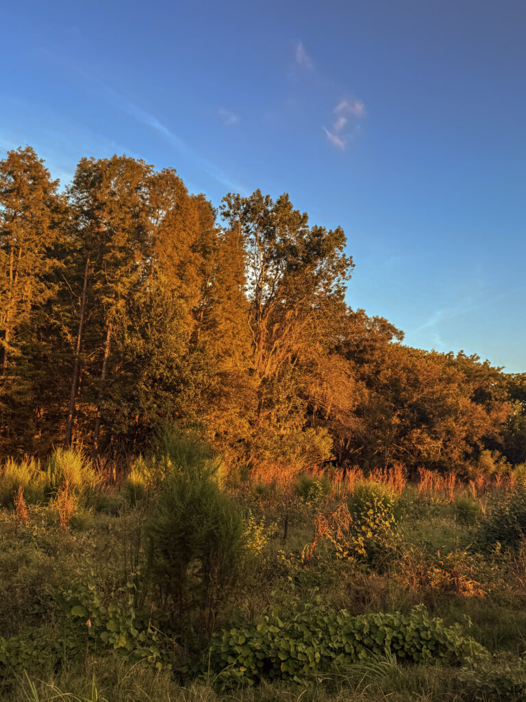 Golden Hour turning oak trees orange at Hillsborugh river state park; Nature events in october