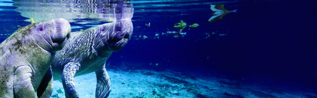 Live Wildly JTM web banner manatee