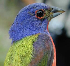Painted Bunting U.S. Fish and Wildlife Service 1